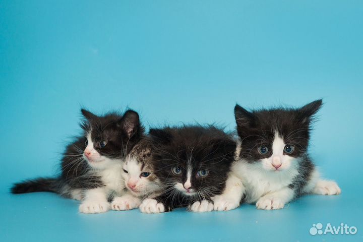 Милые котятки в поисках дома