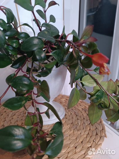 Комнатные цветы