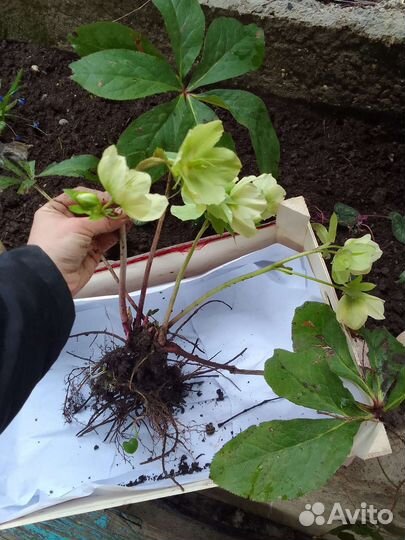 Морозник кавказский