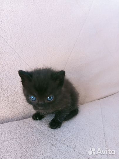 Котята в добрые руки (мальчик и девочка), 4 недели