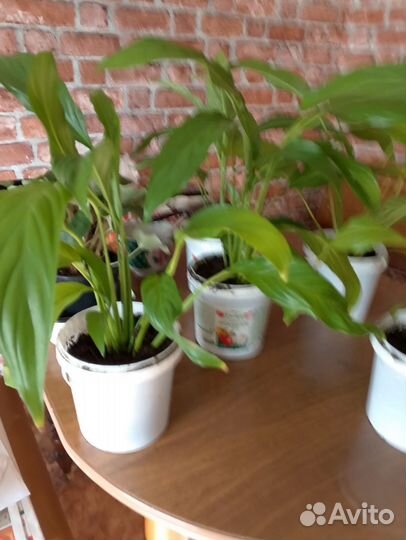 Спатифиллум