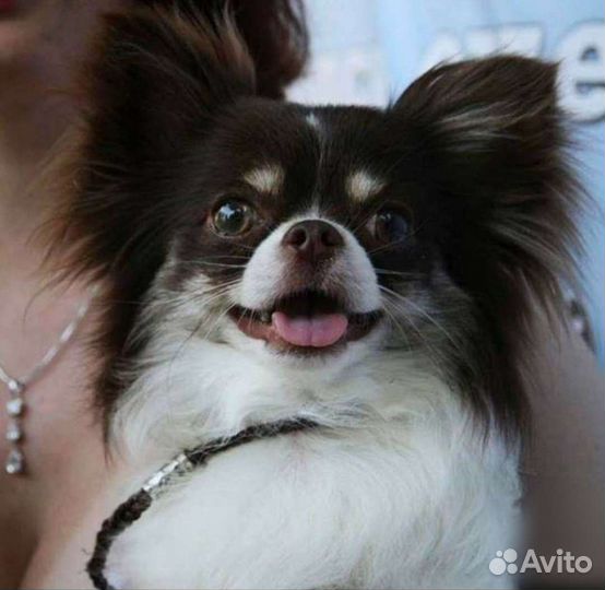 Чихуахуа кобель для вязки