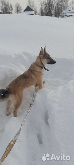 Собака в добрые руки отдам бесплатно