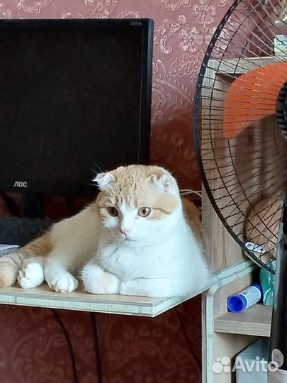 Шотландская вислоухая