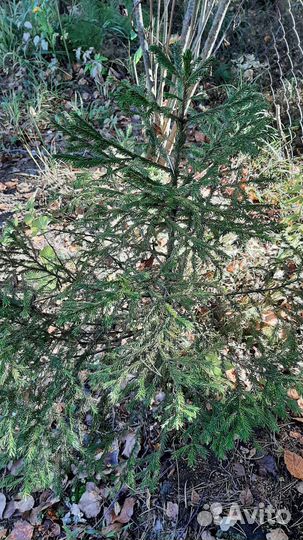 Елка обыкновенная