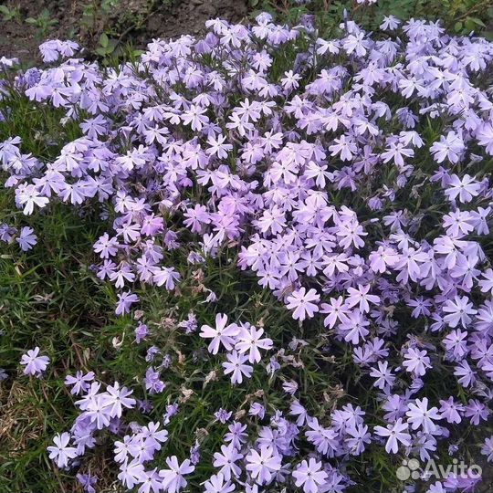 Флокс шиловидный