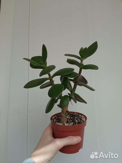 Суккуленты