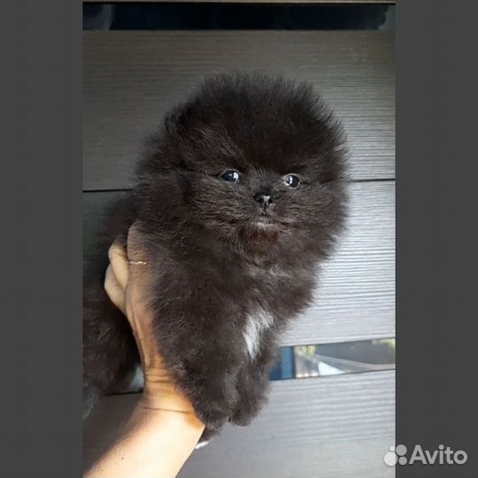 Мальчишки помы