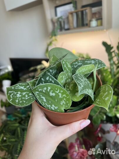 Сциндапсус пиктус аргиреус