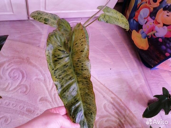 Филодендрон:Биллитау мр,Флорида Бьюти,Монстера