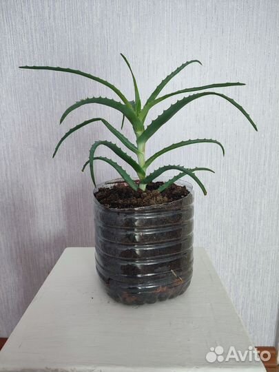 Алоэ столетник