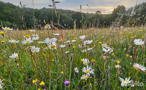 Продам сено