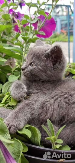 Кошка в дар бесплатно