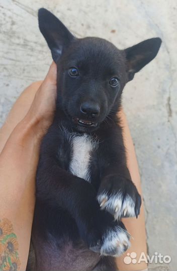 Щенок девочка 1,5 мес