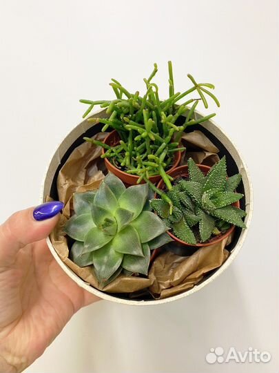 Комнатные растения