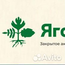 Семенной картофель оптом