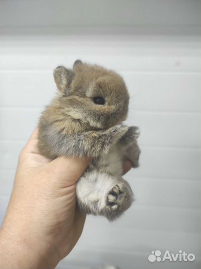 Мини кролик с родословной
