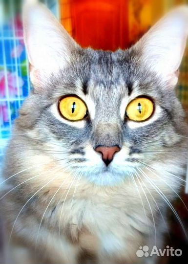 Красотка Фая ищет дом