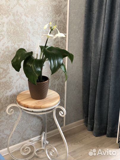 Цветок взрослый с горшком