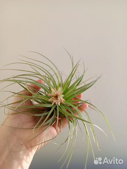 Теландсия атмосферный цветок