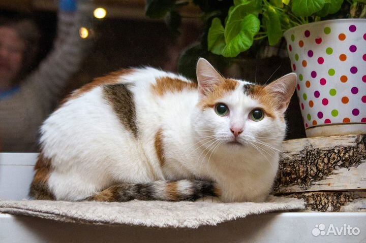 Ищет дом Лизонька