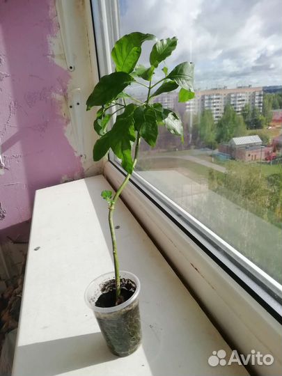 Кроссандра