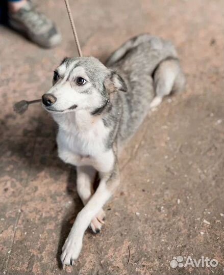 Собаки в отлове