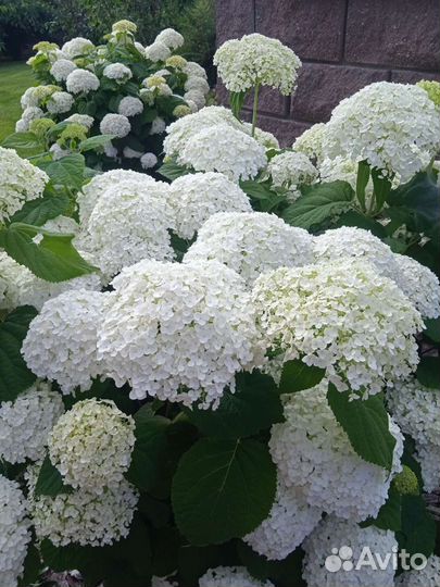 Садовник, помощник по хозяйству