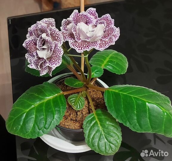 Глоксинии сортовые