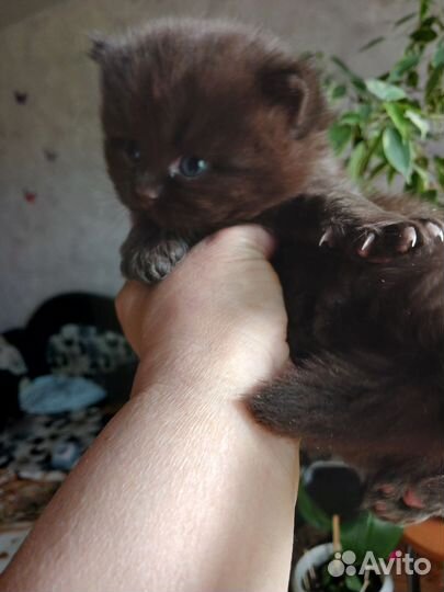 Британская длинношерстная