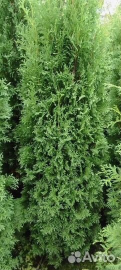 Туя западная Колумна 2.0-2.2 - 3900