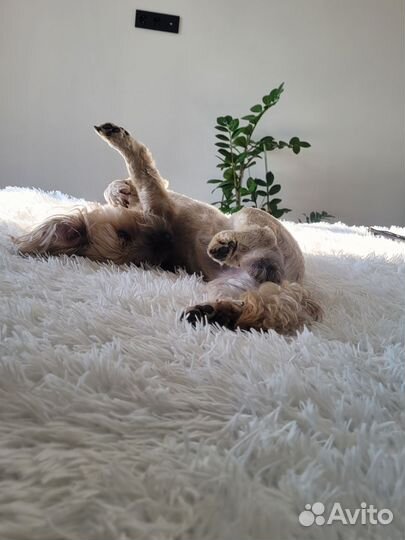 Молодой активный пёс ищет даму для случки