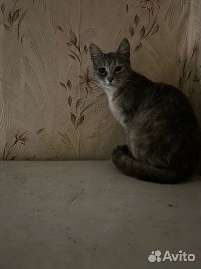 Кошки в добрые руки