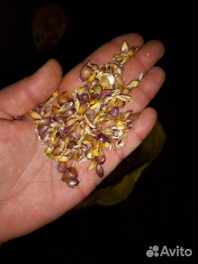 Воздушка чеснок