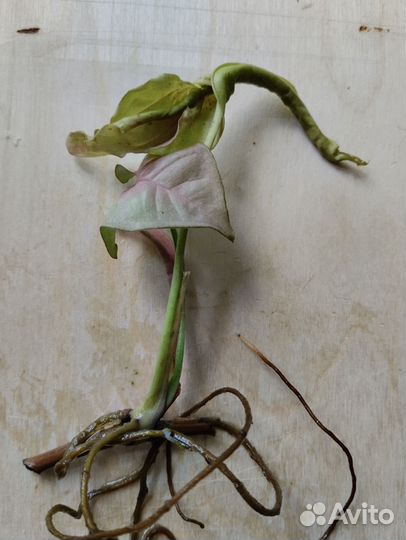 Сингониум неон пинк