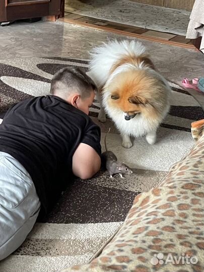 Крыса Дамбо от ratQueen