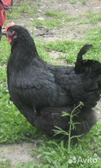 Куры молодняк джерскинский гигант