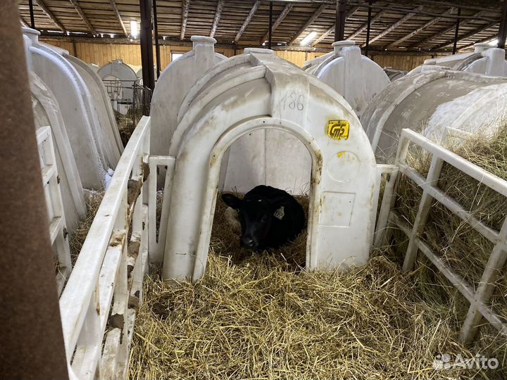 Бычки, телята. Холмогор