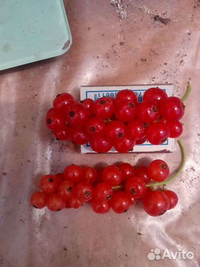 Саженцы и ягоды всех ягодных растений