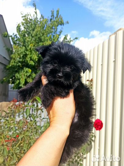 Девочка йоркширский терьер черного окраса