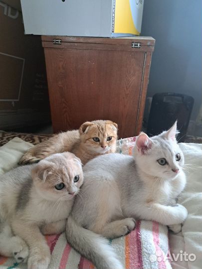 Шотландские котята