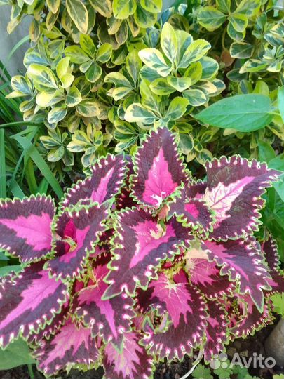 Колеусы традесканции