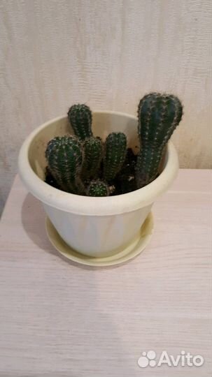 Продам комнатные цветы