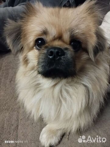 Вязка пекинес