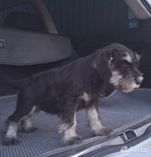 Цвергшнауцер щенки