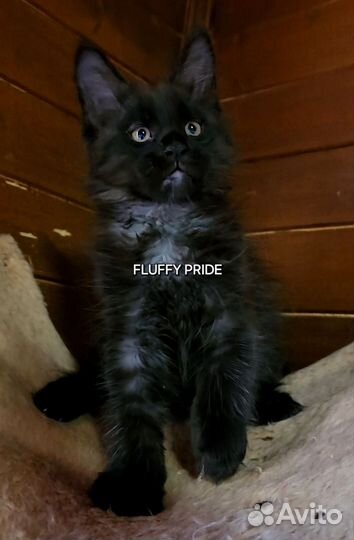 Котята мейн-кун черный мальчик