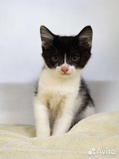 Кошки в добрые руки бесплатно