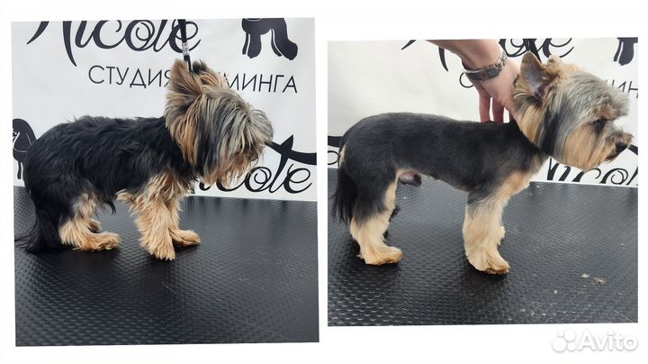 Груминг собак и кошек. Стрижка бесплатно