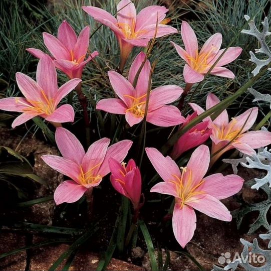 Выскочка, Зефирантес белый и розовый