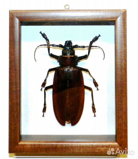 Жук в рамке Дровосек-титан. Самый большой